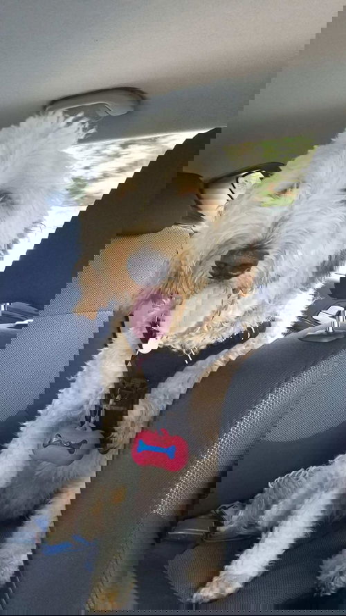 Gino