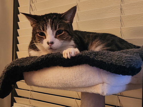 Deuce, Adult Domestic Short Hair (short coat), cat for adoption in Lancaster, Pennsylvania