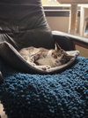 Deuce - Photo 6