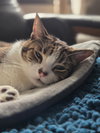 Deuce - Photo 4