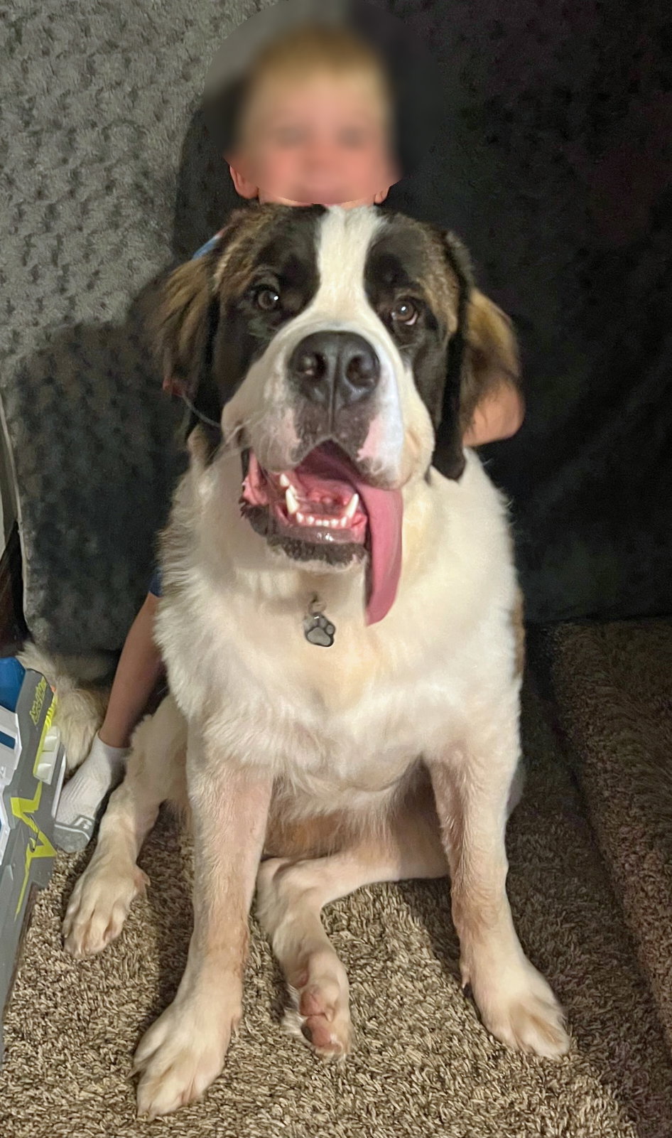 Dog adoption in Monkton, MD 21111 Saint Bernard (long coat) Dog "Nana"