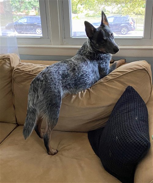 10 Things You Need To Know Before Adopting An Australian Cattle Dog