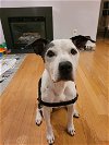adoptable Dog in , MD named Noopy