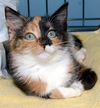 Stella