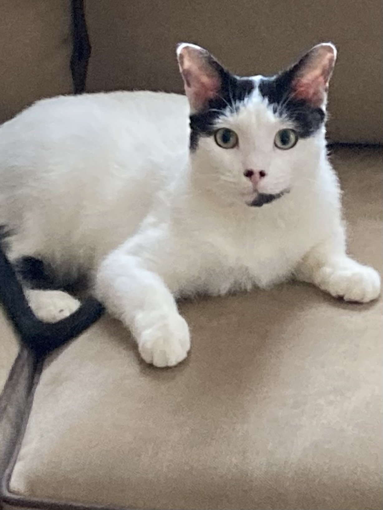 adoptable Cat in Monkton, MD named Sheldon