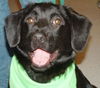 Murphy