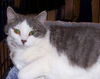 Gracie