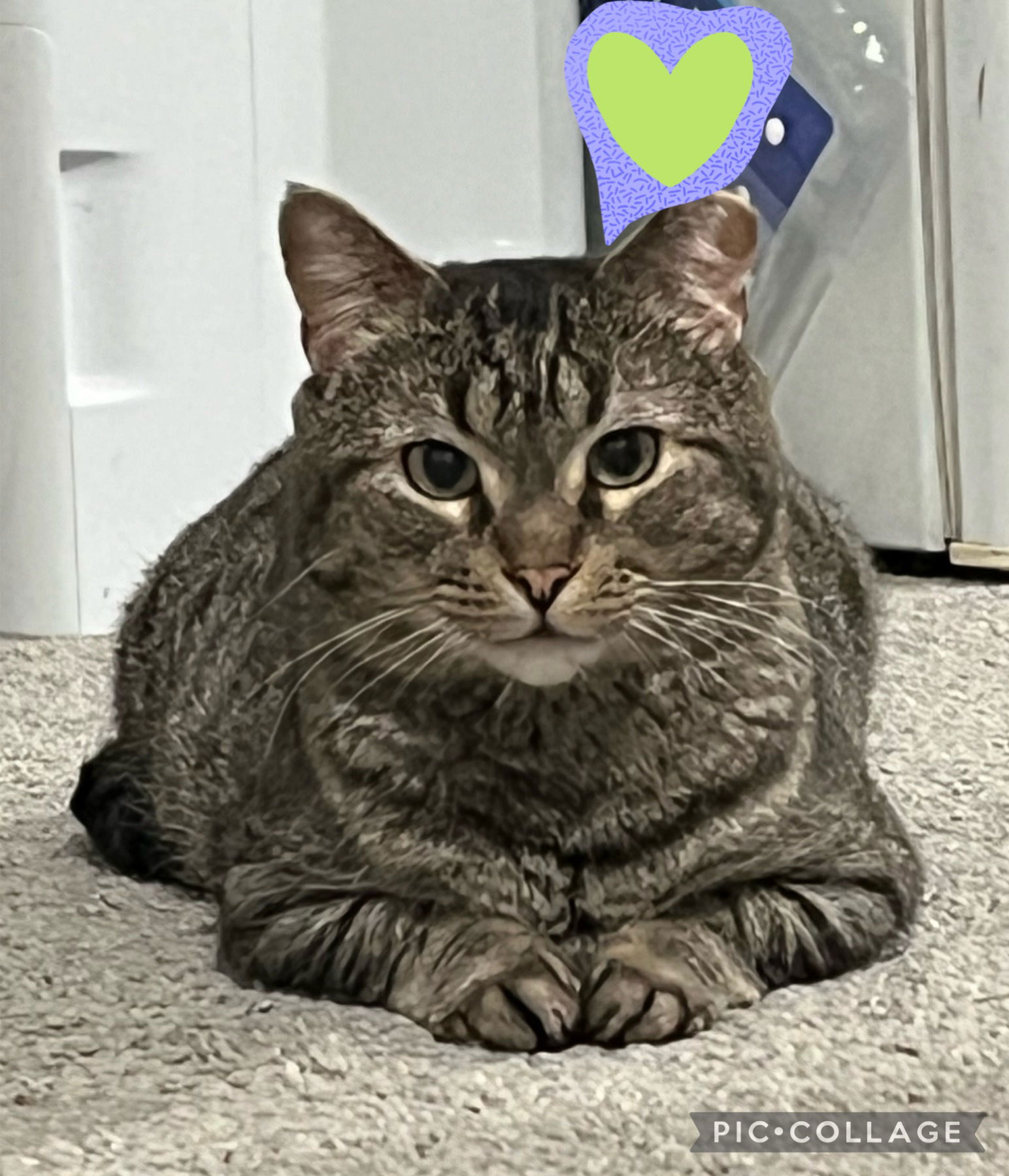 adoptable Cat in Monkton, MD named Casey