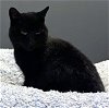 adoptable Cat in monkton, MD named Noire