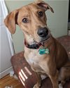 adoptable Dog in monkton, MD named Moose