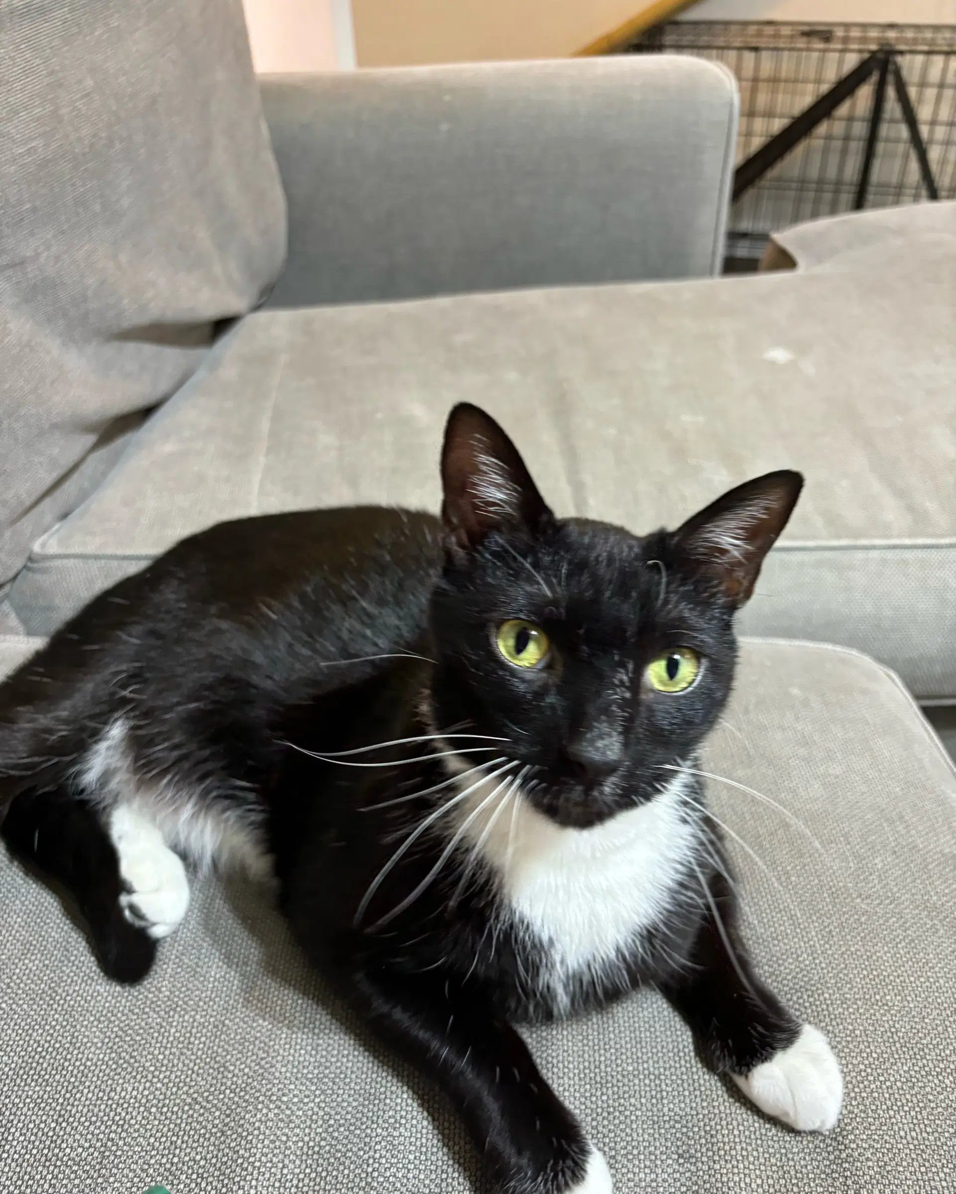 Carlos Santana - Domestic Short Hair