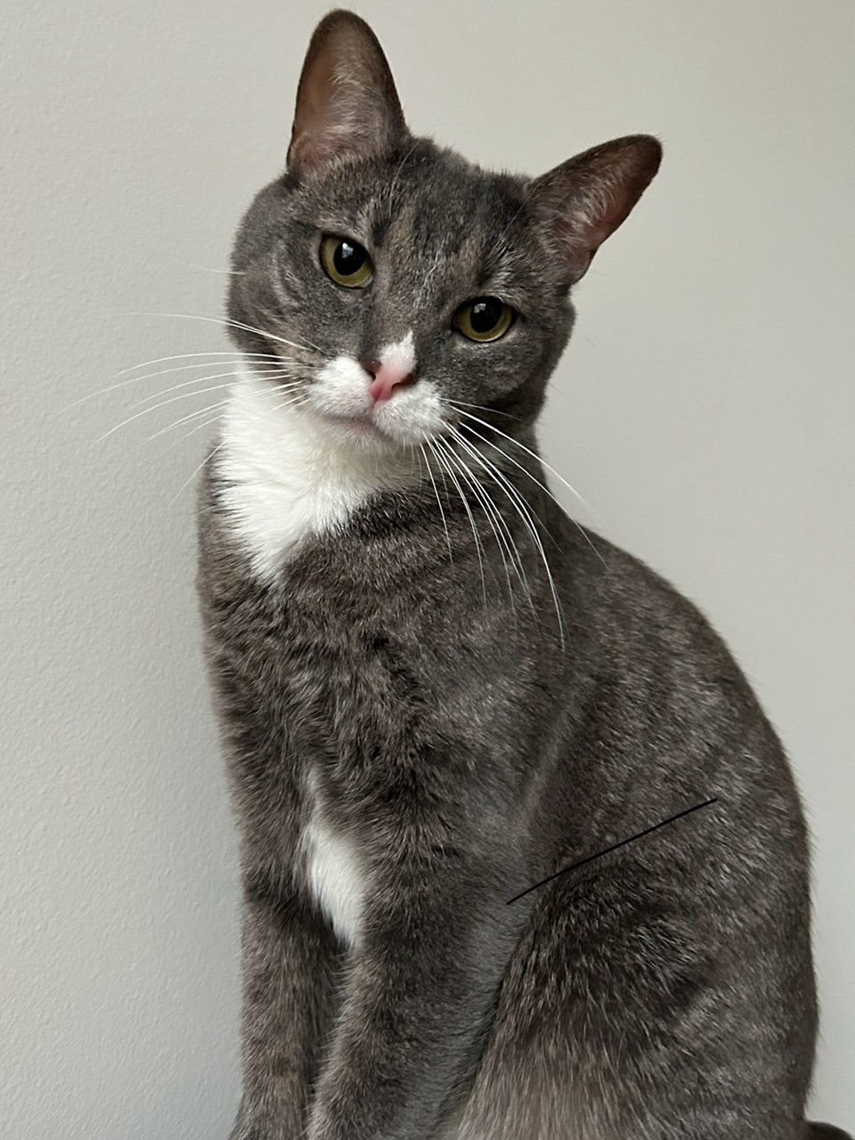 adoptable Cat in Monkton, MD named Lizzie