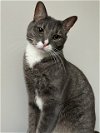 adoptable Cat in , MD named Lizzie
