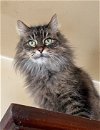 adoptable Cat in monkton, MD named Mrs. Norris