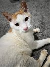 adoptable Cat in monkton, MD named Sunni