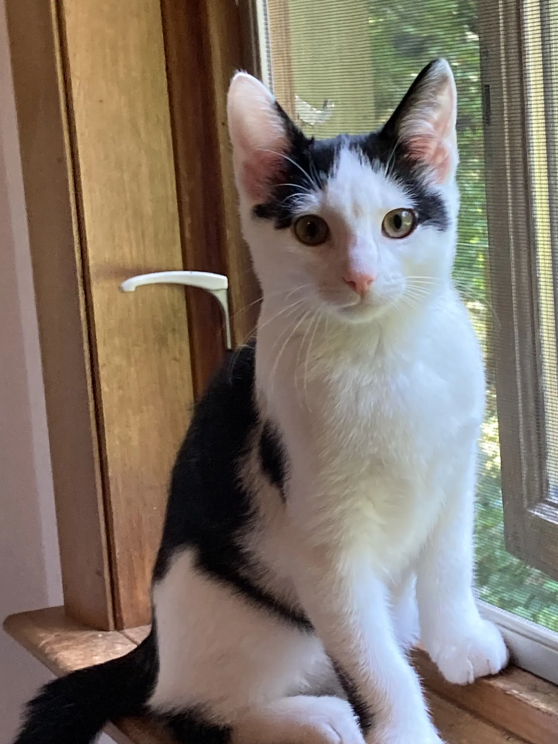 Jackson - Domestic Short Hair