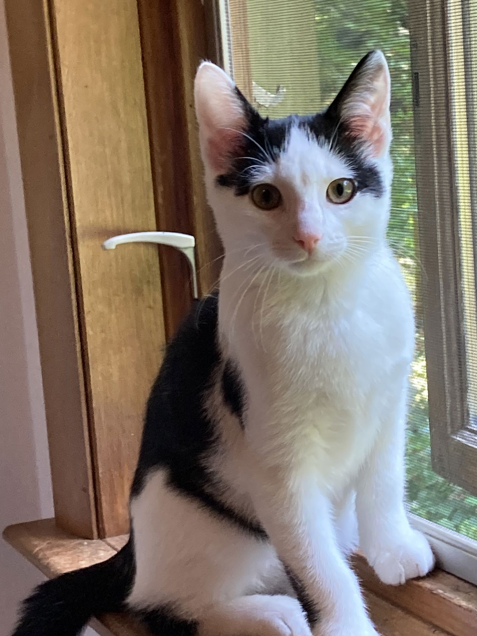 adoptable Cat in Monkton, MD named Jackson