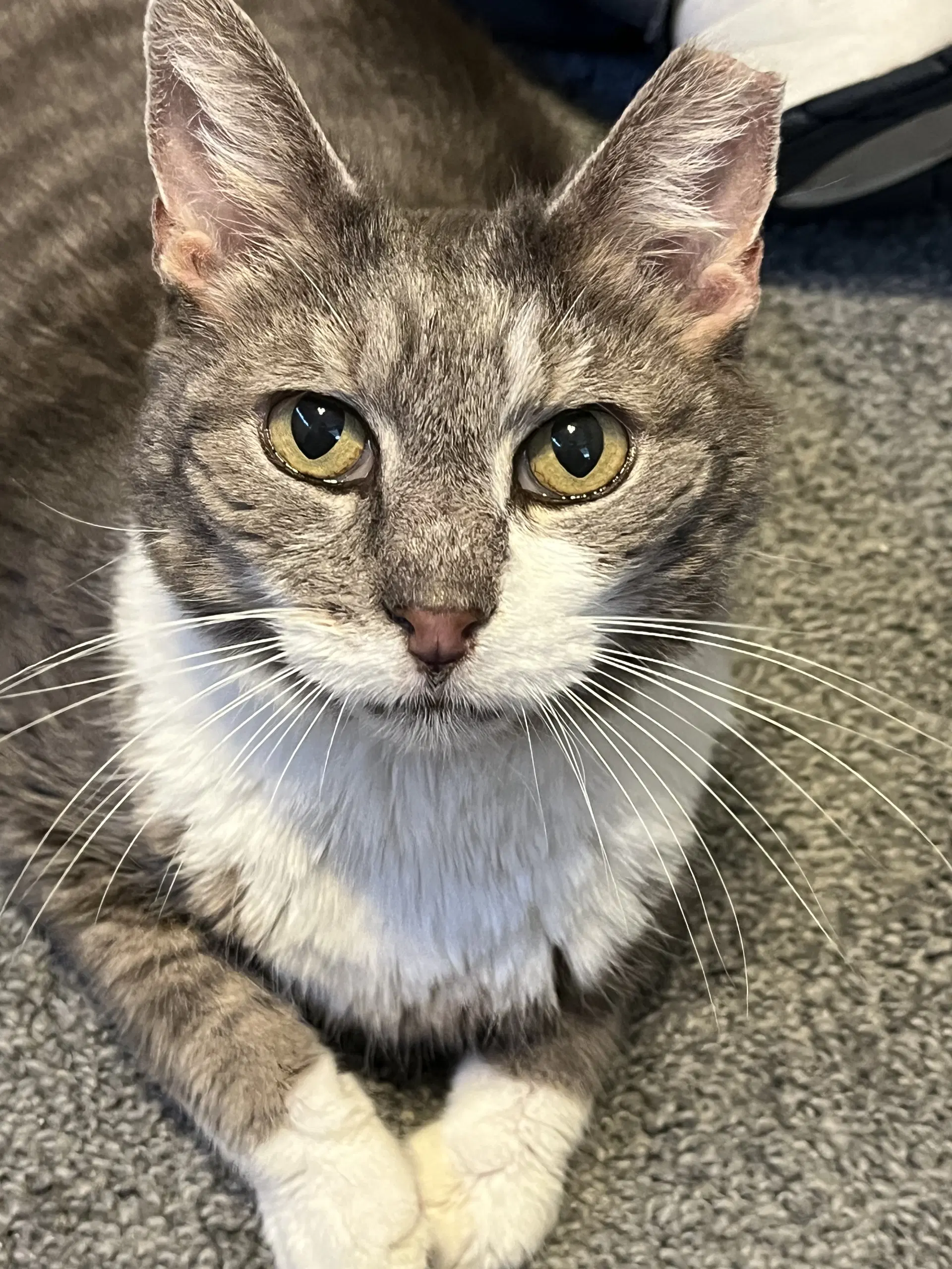 Mr Ellsworth - Domestic Short Hair