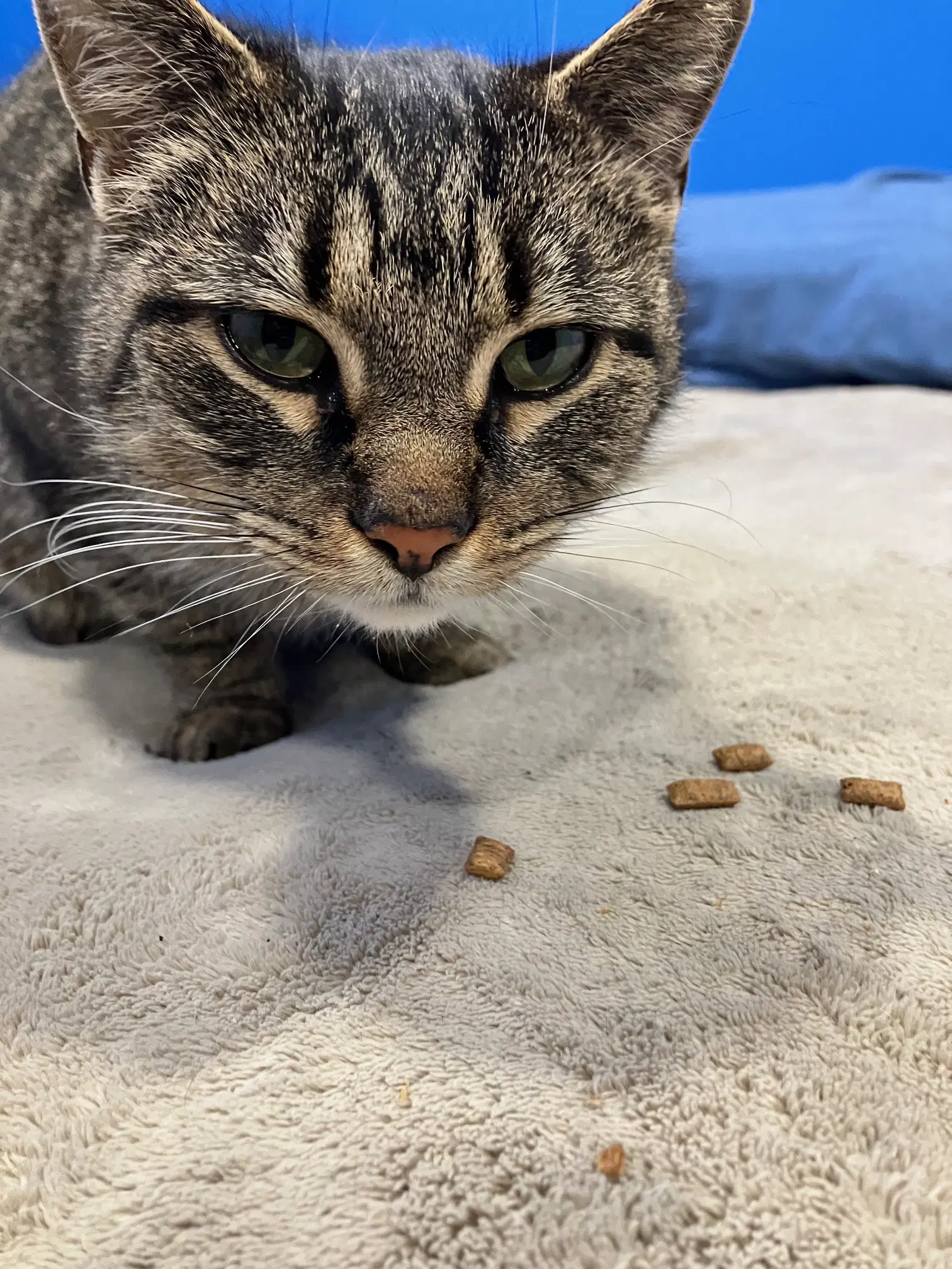 Sparkle - Domestic Short Hair