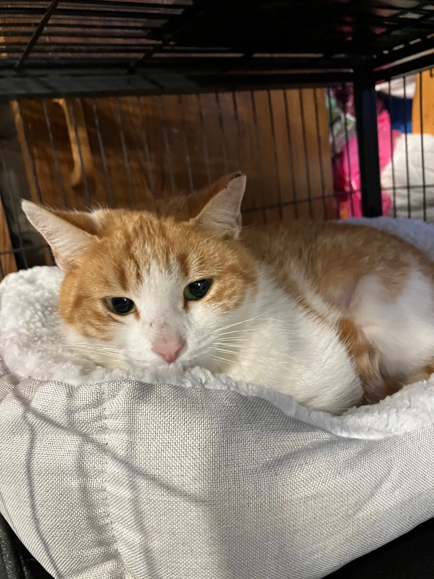 Blondie - Domestic Short Hair
