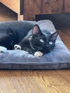 Wilbur