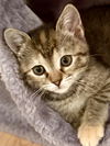 Munchkin