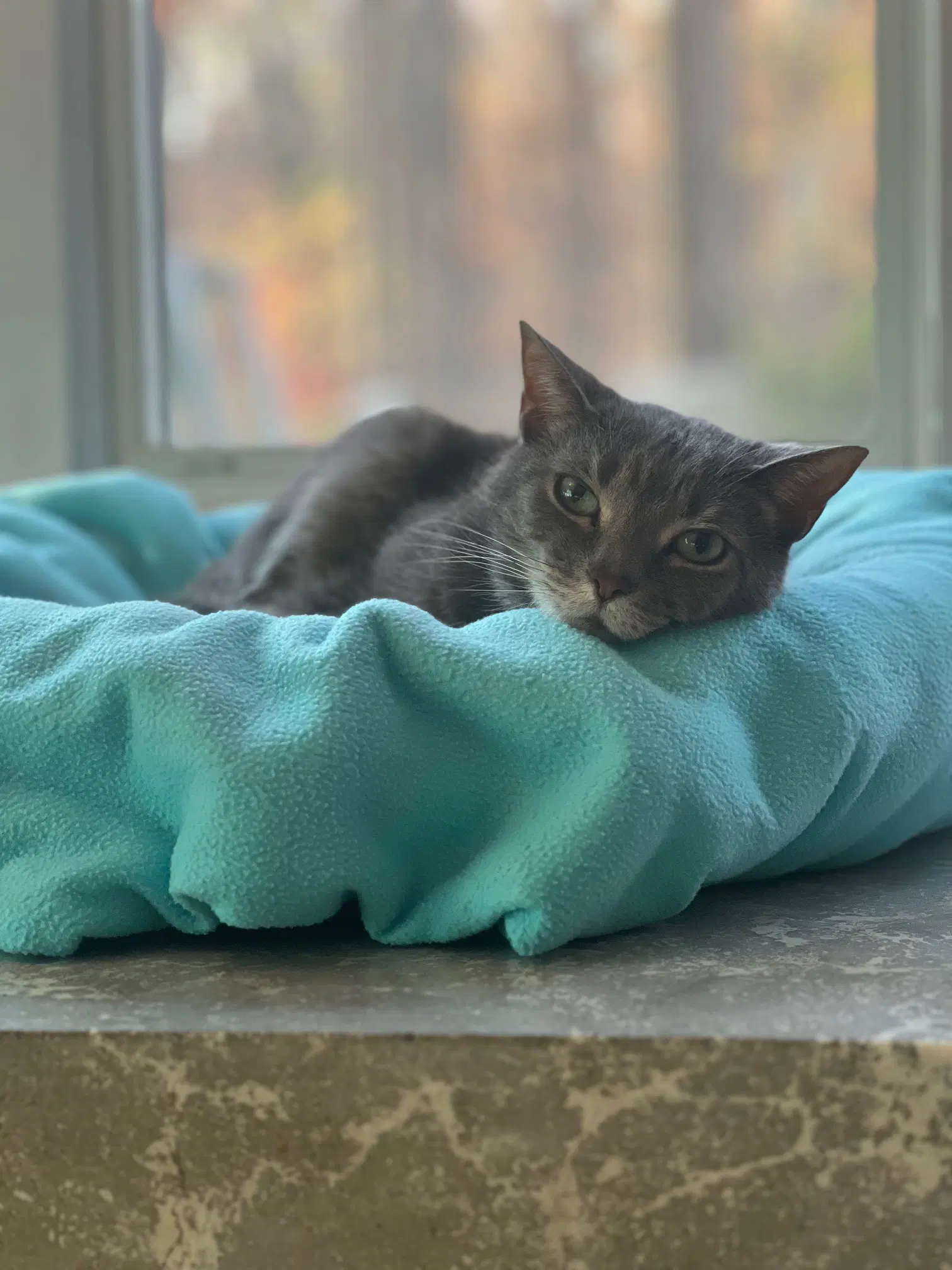 Timmy - Domestic Short Hair