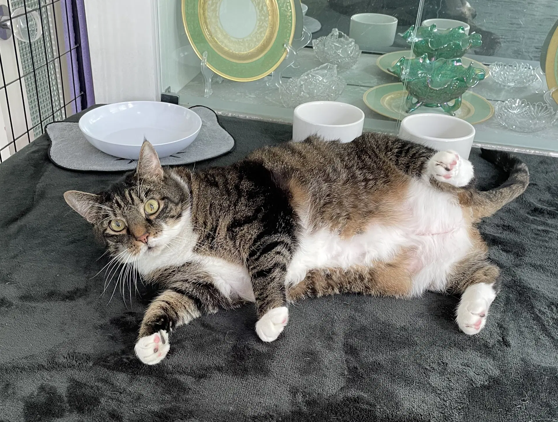 Calvin - Domestic Short Hair