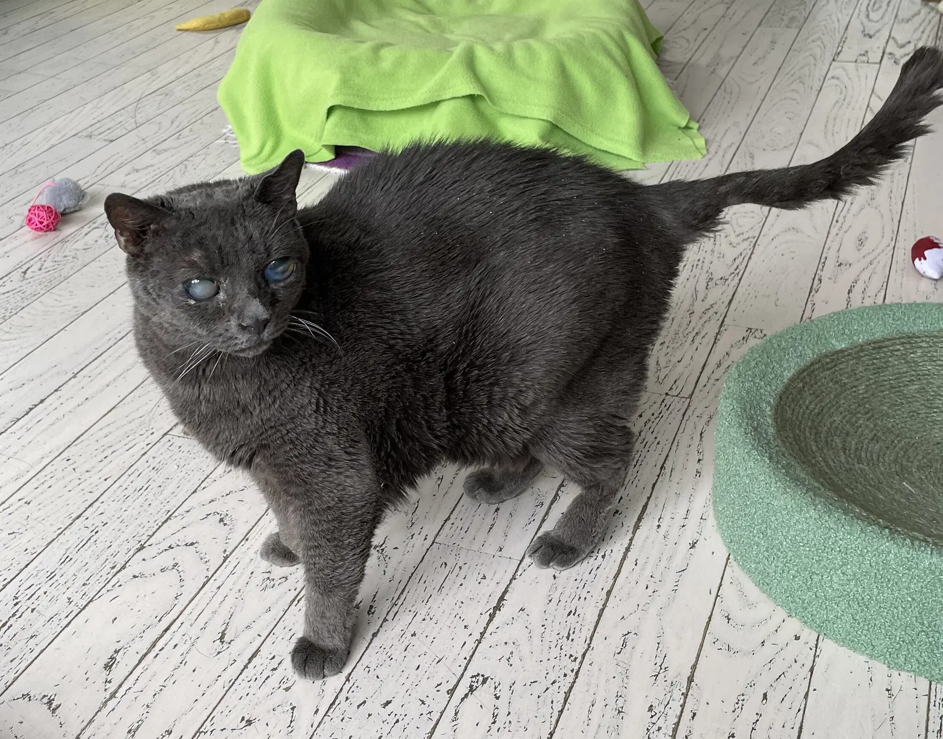 Elroy - Domestic Short Hair