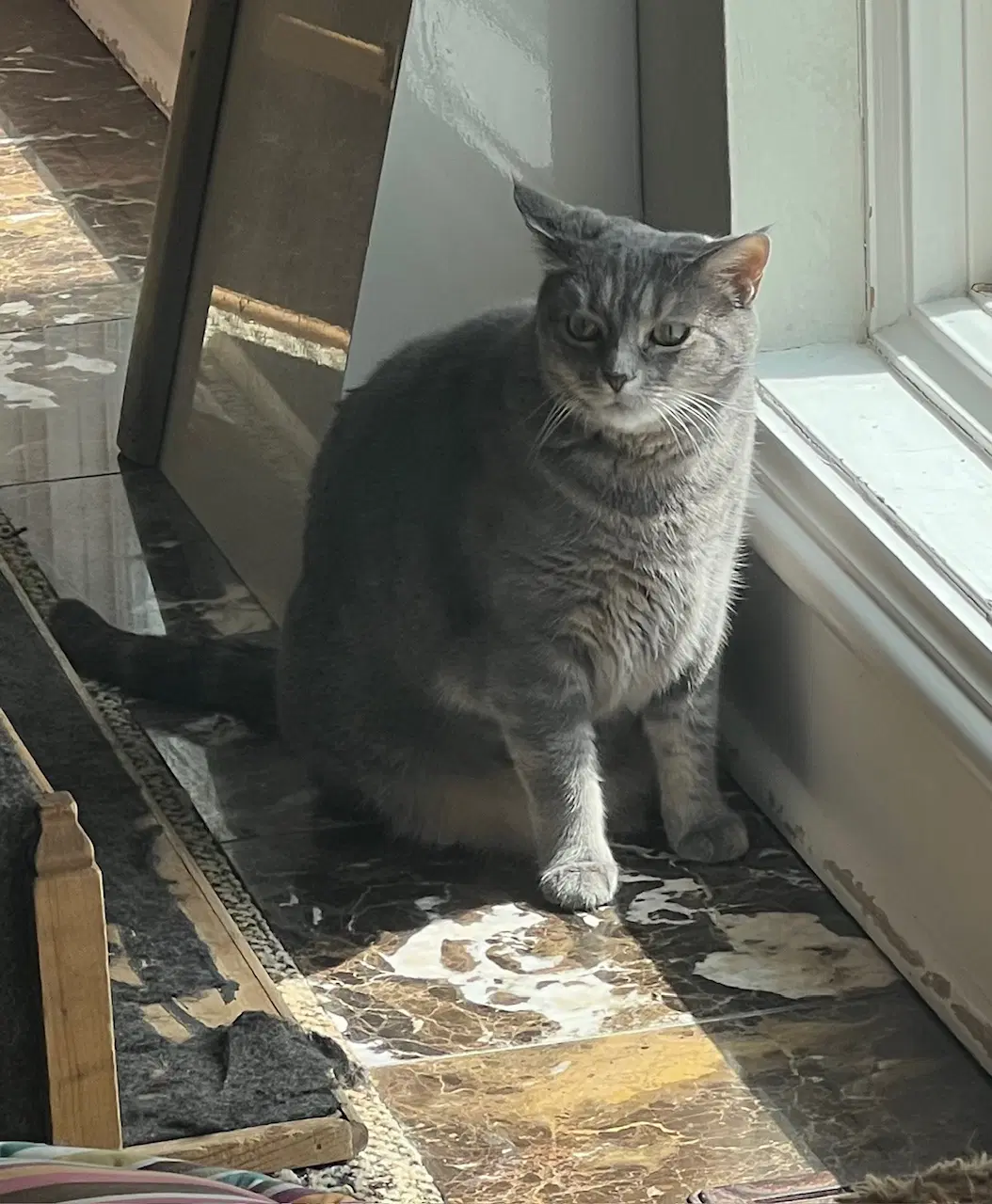 Peona - Domestic Short Hair