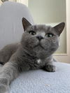 Daphne