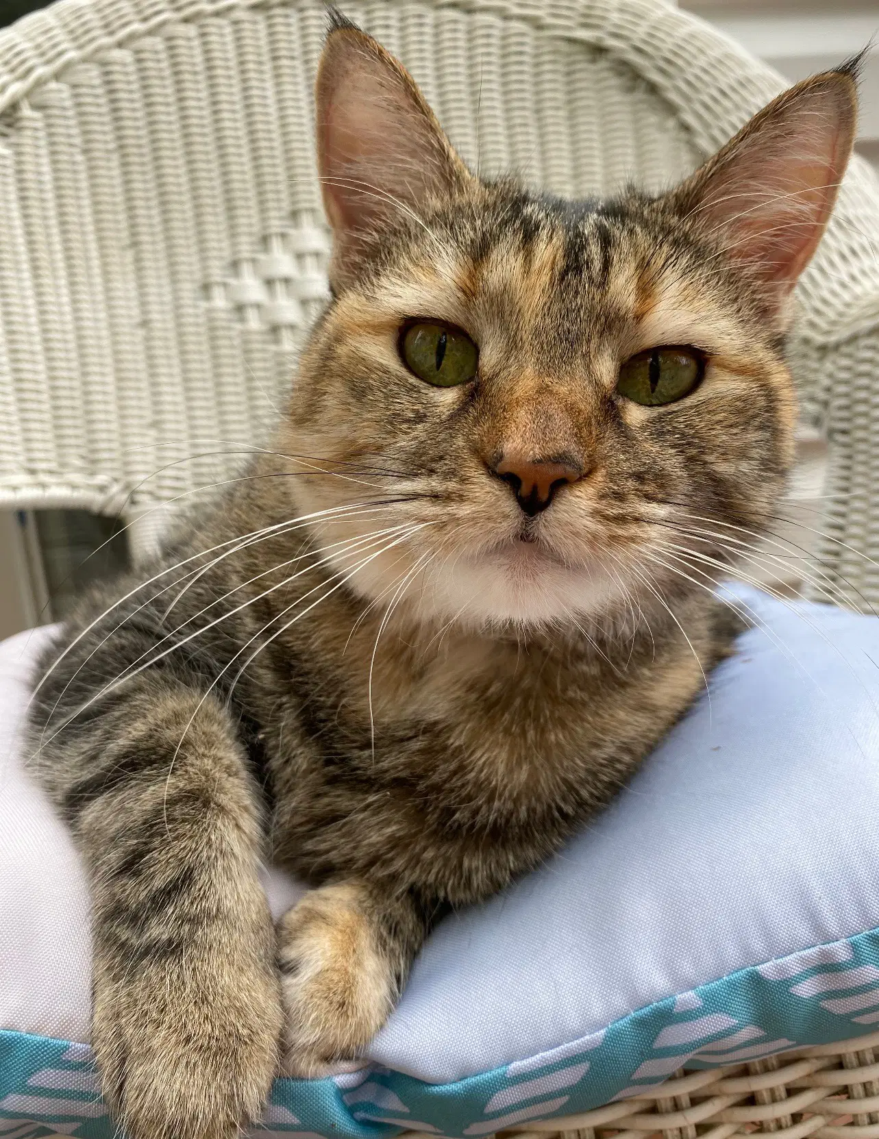Phoebe - Domestic Short Hair