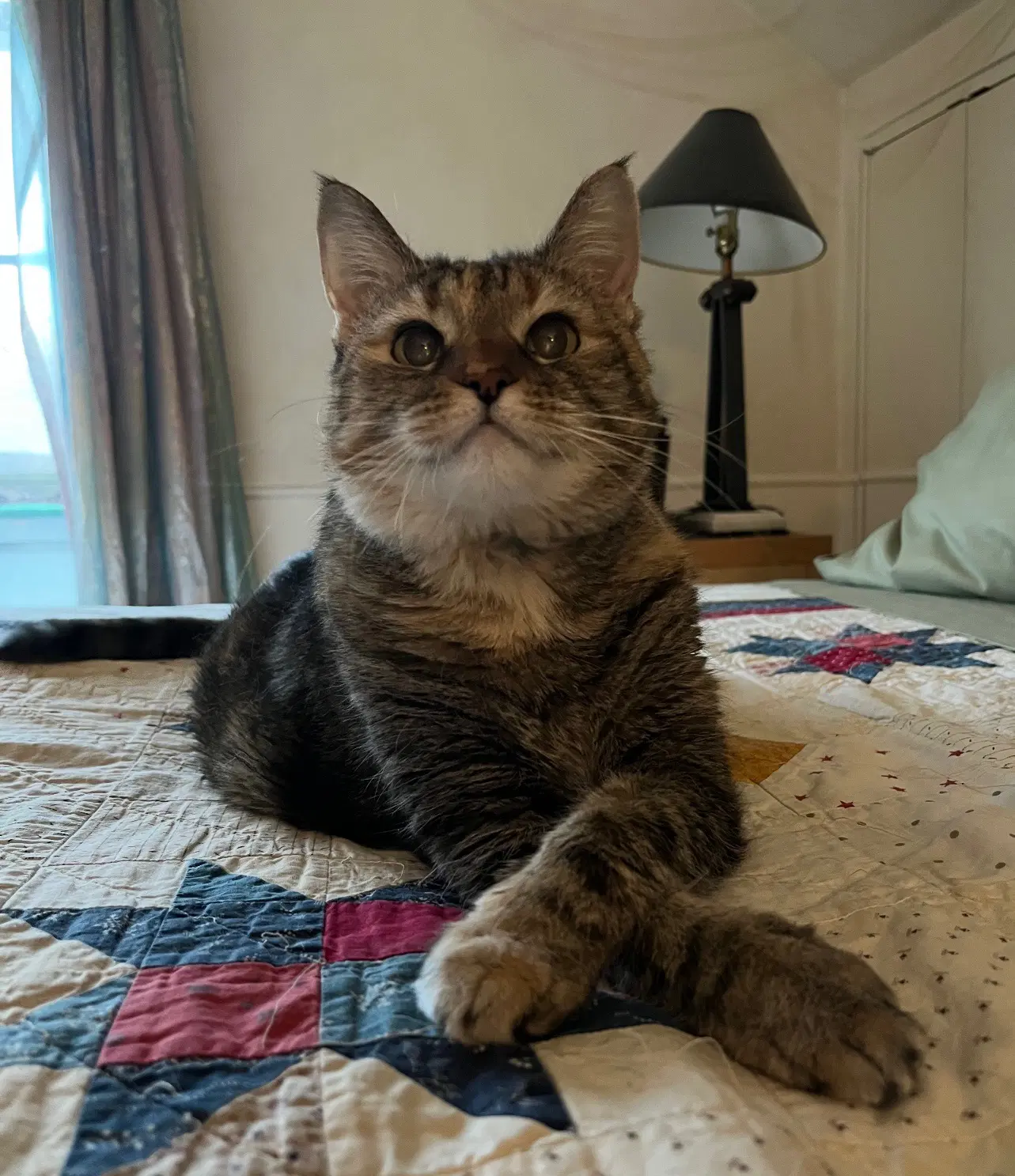 Phoebe image 2