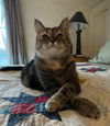 Phoebe