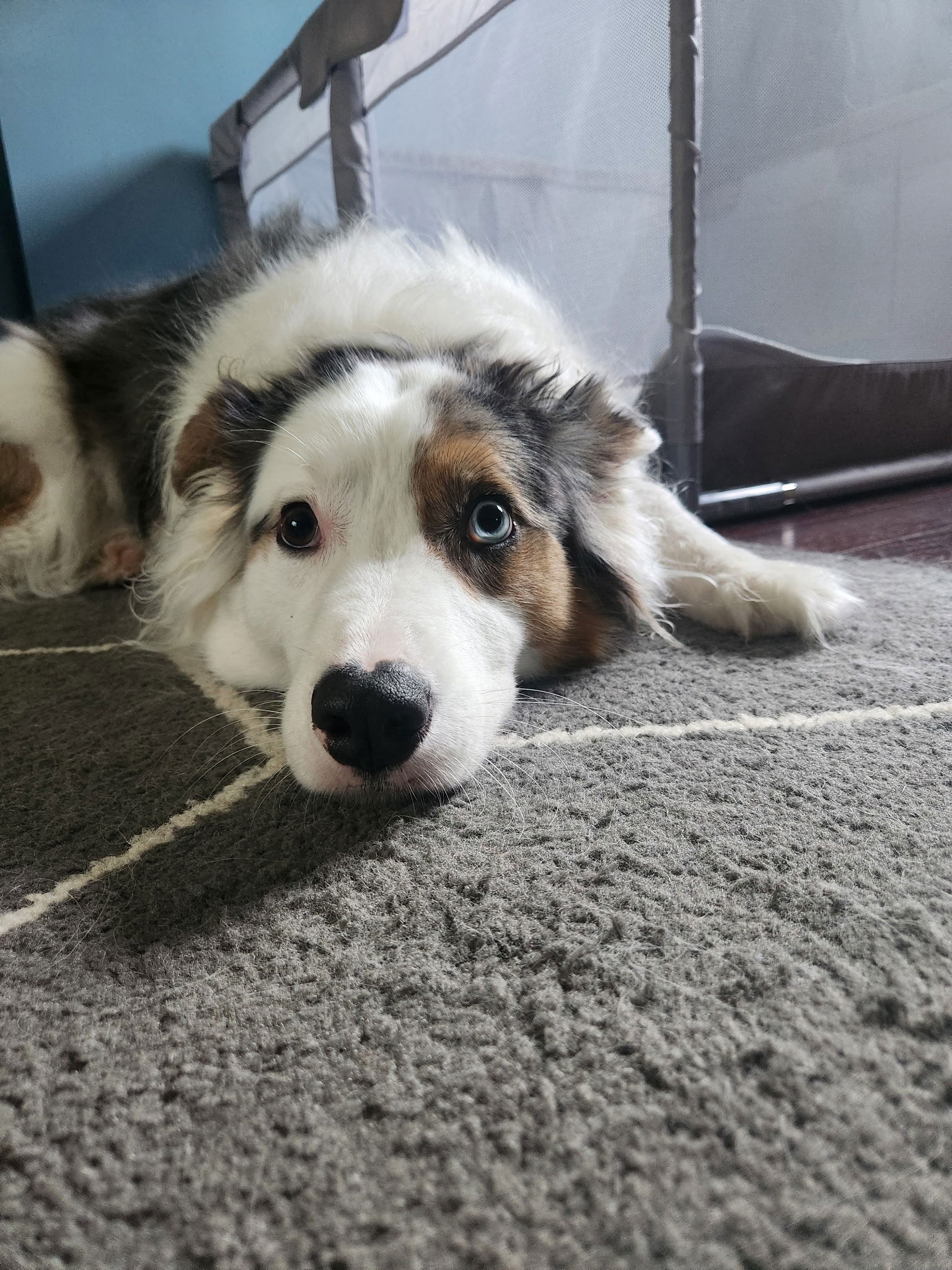 adoptable Dog in Monkton, MD named Gunner