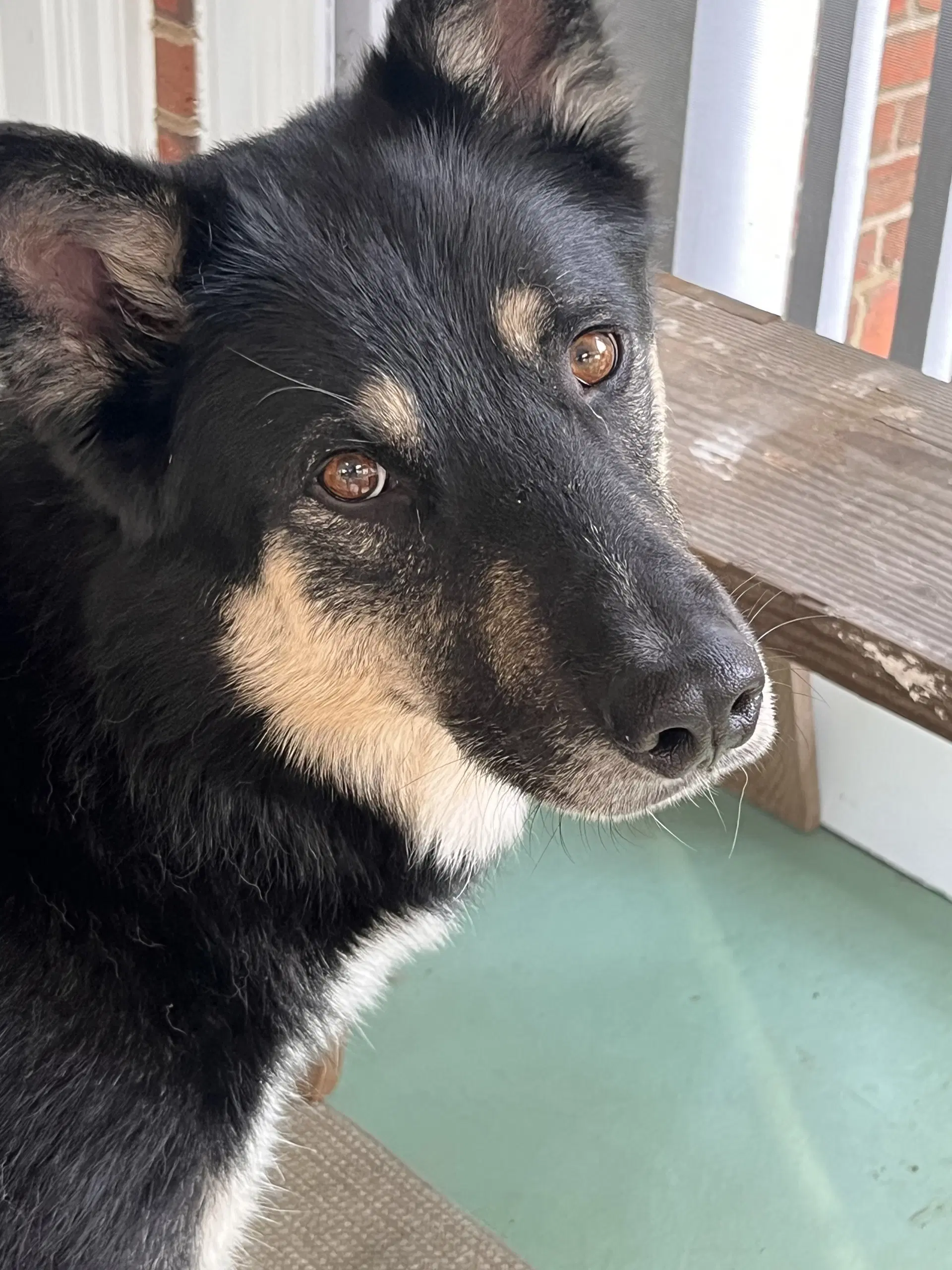 Prince - German Shepherd Dog