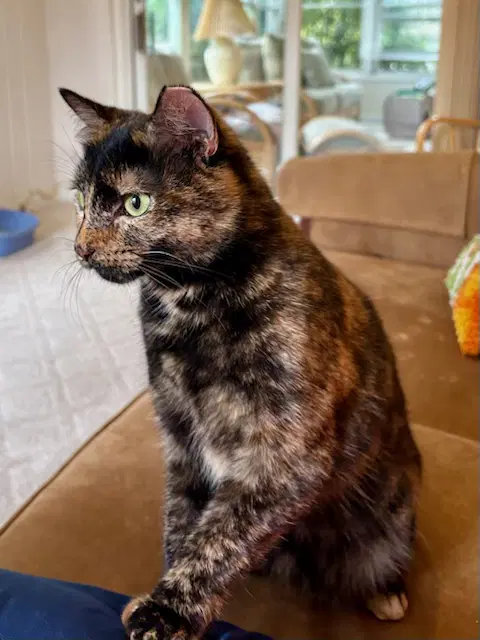 Tootsie - Tortoiseshell