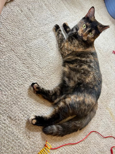 Photo 2 of Tootsie