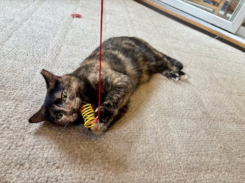 Photo 3 of Tootsie