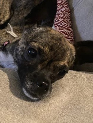 Zoey Image