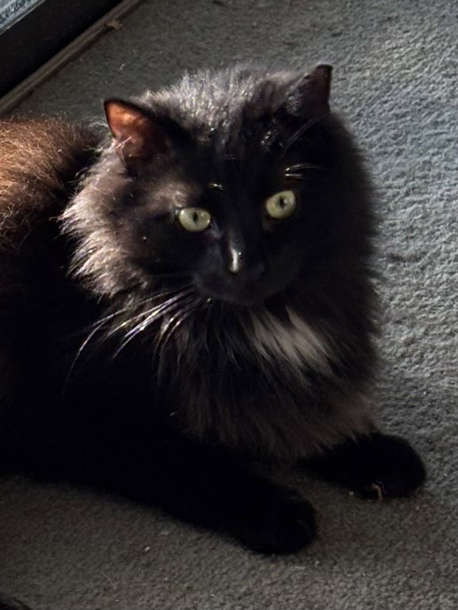 Ashton, cat — photo 1 of 2