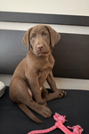 Juno