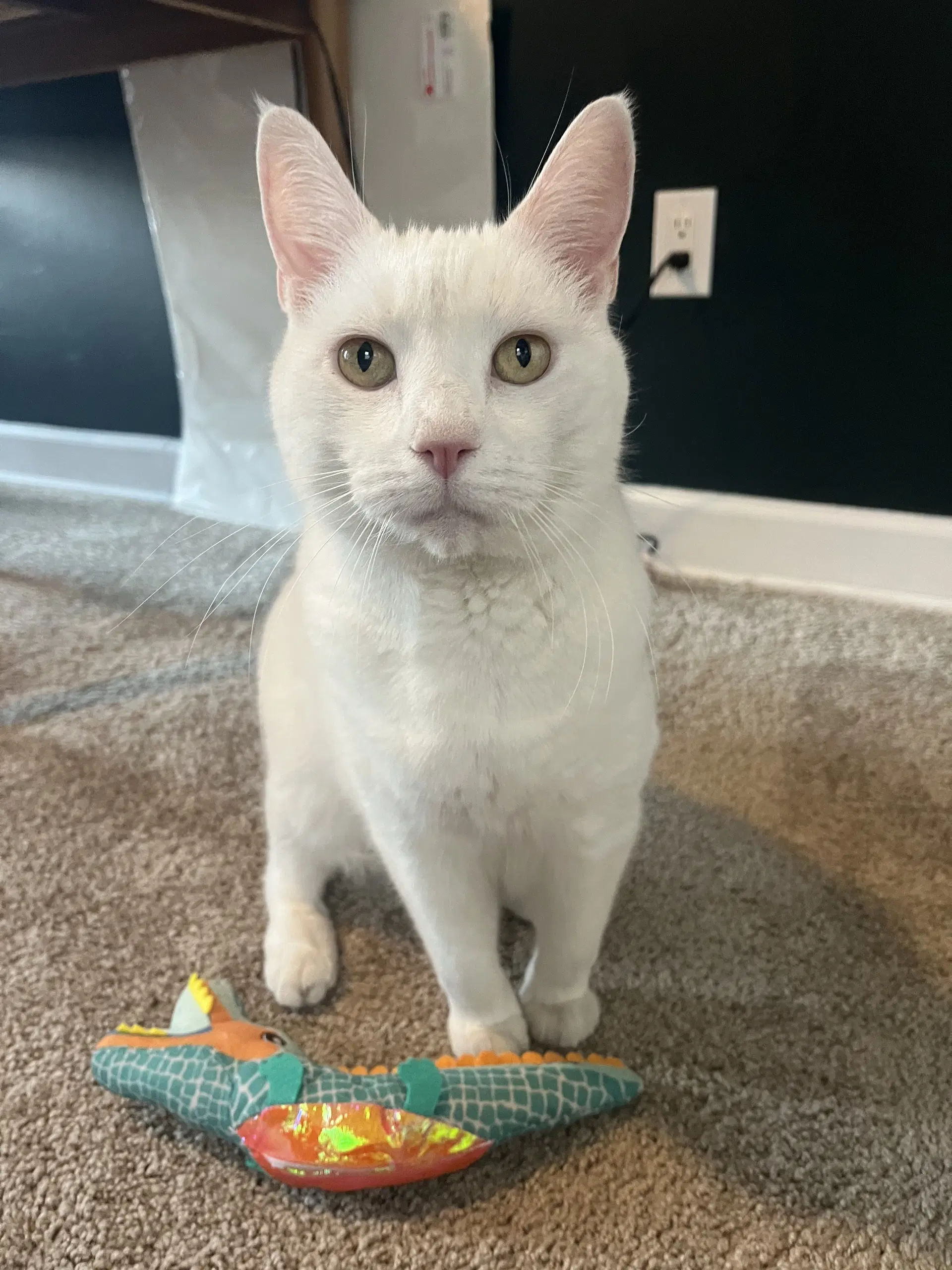Sam - Domestic Short Hair