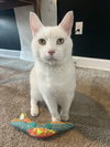 Sam