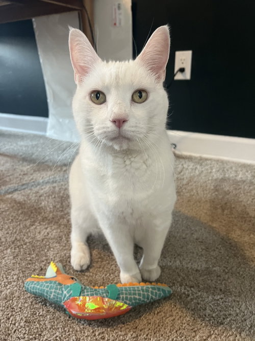 Sam, Senior Domestic Short Hair (short coat), cat for adoption in Bowie, Maryland