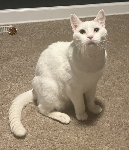 picture of the cat needing adoption