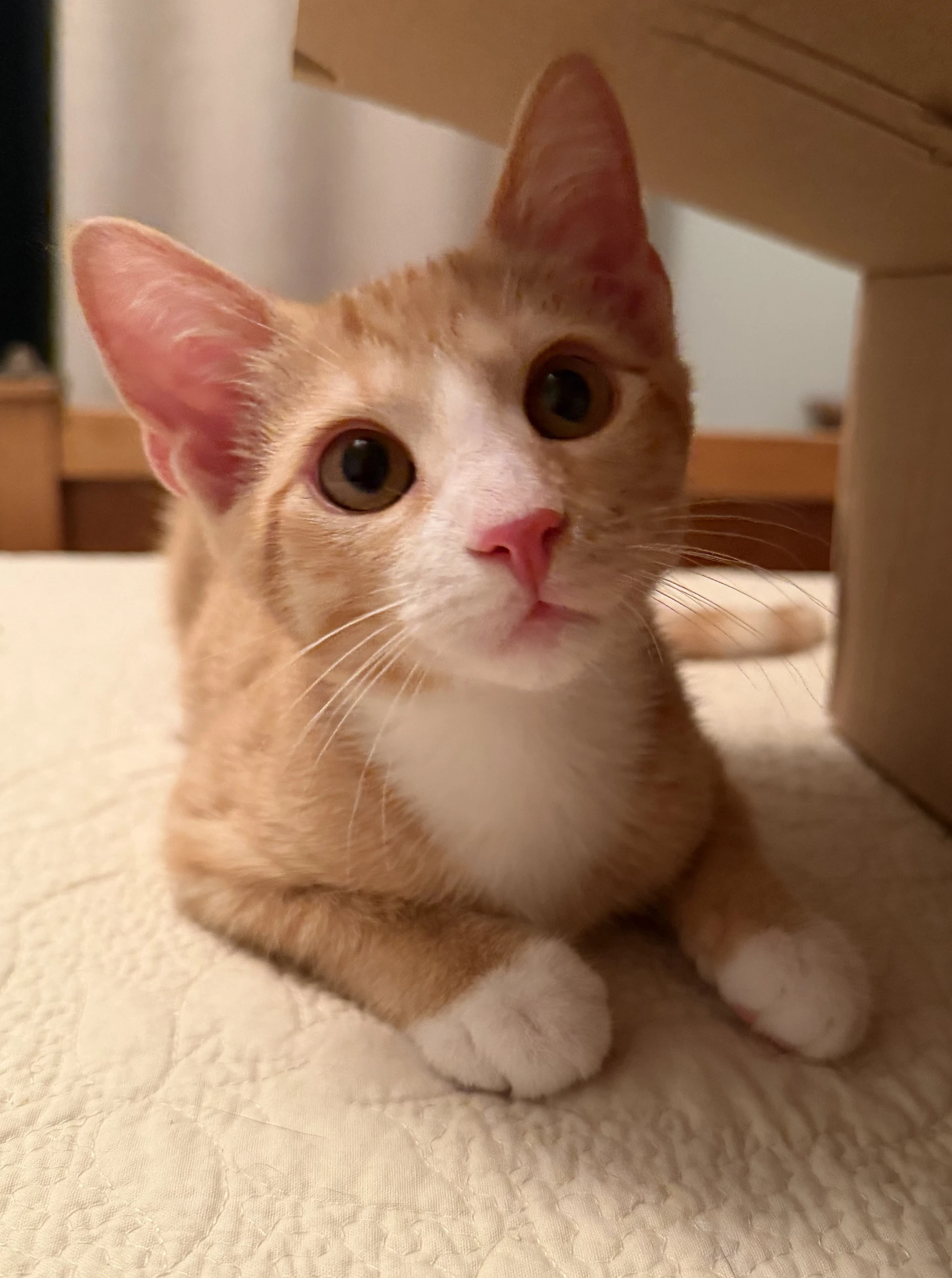 Quincy