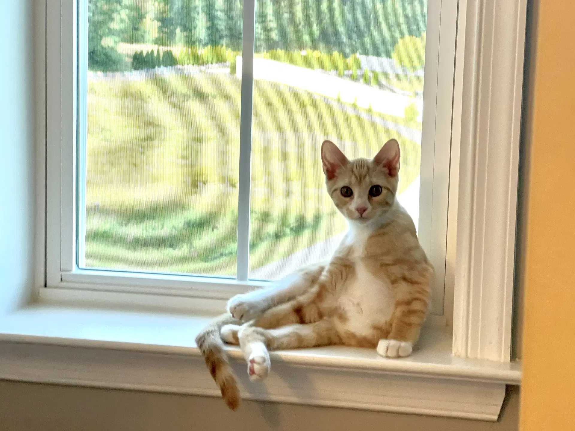 Zachary - Domestic Short Hair