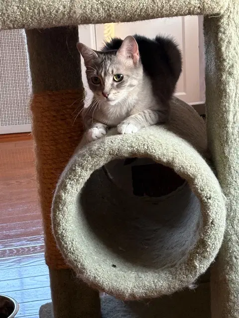 Minnie image 4