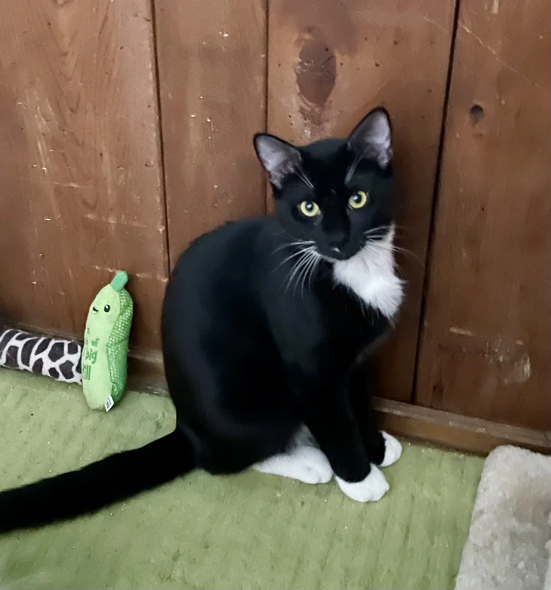 Barry - Domestic Short Hair